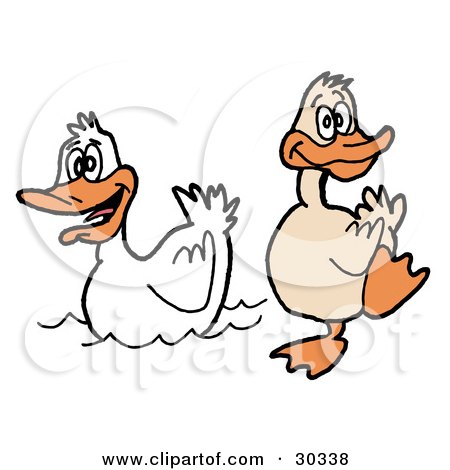 Clipart Illustration of a Goofy Duck Waddling On The Shore Near A Swimming White Duck by LaffToon