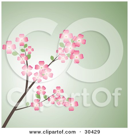 Clipart Illustration of a Branch Of Pink Dogwood Flowers Over A Green Background by Melisende Vector