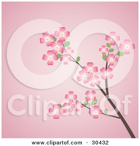 Clipart Illustration of a Flowering Dogwood Tree Branch With Pink Flowers, Over A Pink Background by Melisende Vector