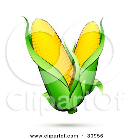 Clipart Illustration of Two Ears Of Corn With Green Husks And A Shadow by beboy