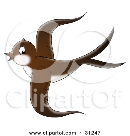 Clipart Illustration of a Beautiful Brown Bird With A White Belly, Flying Through The Sky, On A White Background by Alex Bannykh