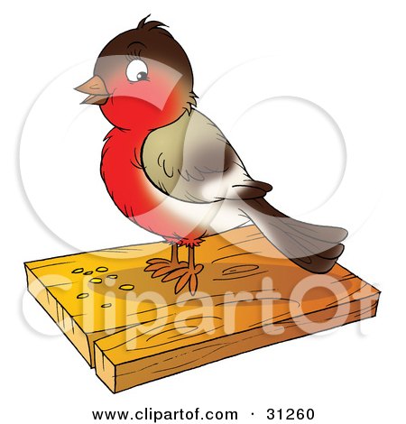 Clipart Illustration of a Cute Brown And Red Robin Bird Eating Seed On A Slab Of Wood by Alex Bannykh