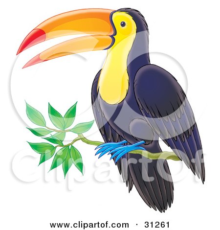 Clipart Illustration of a Dark Blue Toucan With A Yellow Belly And Face, Blue Feet And Orange And Red Beak, Perched On A Branch by Alex Bannykh