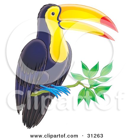 Clipart Illustration of a Perching Dark Blue Toucan With A Yellow Belly And Face, Blue Feet And Orange And Red Beak by Alex Bannykh