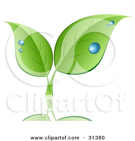 Clipart Illustration of Two Sprouting Green Leaves With Drops Of Dew, Over A Reflecting Surface by KJ Pargeter