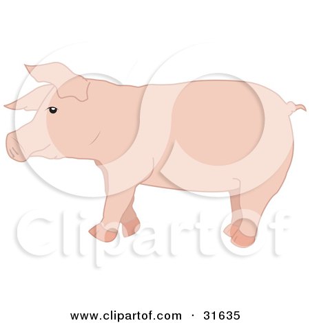 Clipart Illustration of a Pink Hog In Profile, Facing To The Left by PlatyPlus Art