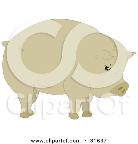 Clipart Illustration of a Plump Brown Hog In Profile, Facing To The Right by PlatyPlus Art