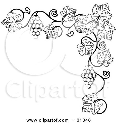 Clipart Illustration of a Black And White Grape Vine With Bunches Of Grapes And Leaves Curling Along A Top Right Corner Edge by AtStockIllustration