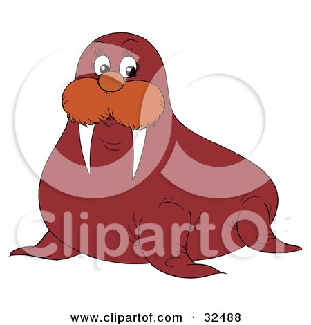 Clipart Illustration of a Sharp Tusked Walrus Looking At The Viewer by Alex Bannykh