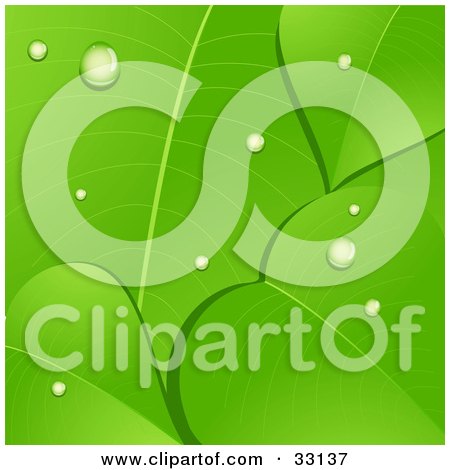 Clipart Illustration of Dew Drops On A Background Of Lush Green Leaves With Vein Lines by elaineitalia