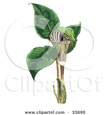 Clipart Illustration of a Striped Jack In The Pulpit Flower (Arum Triphyllum), On A White Background by JVPD