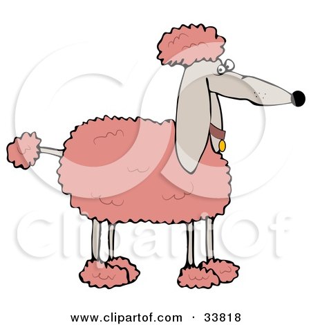 Clipart Illustration of a Fluffy Pink Groomed Poodle Dog In Profile by djart
