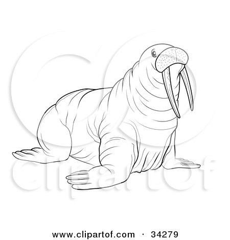 Clipart Illustration of a Black And White Outline Of A Big Walrus With Tusks by YUHAIZAN YUNUS