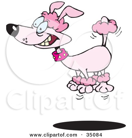 Clipart Illustration of a High Strung Pink Poodle Leaping Into The Air by Dennis Holmes Designs