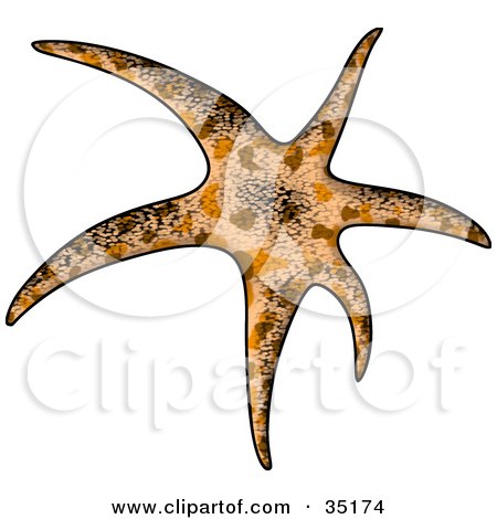 Clipart Illustration of a Patterned Brown Sea Star With Long Arms by dero