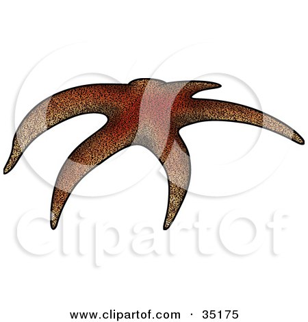 Clipart Illustration of a Curved Brown Sea Star by dero