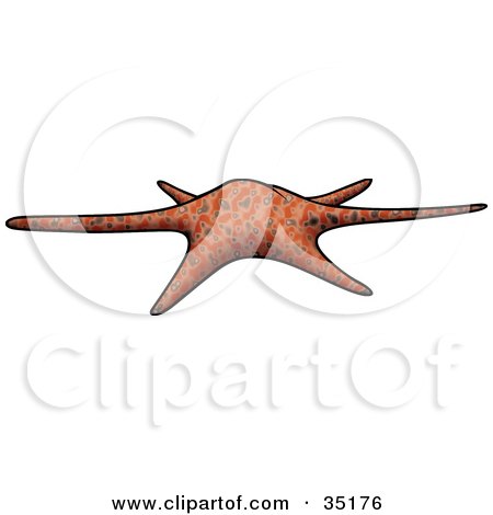Clipart Illustration of a Brown And Orange Patterned Sea Star With Short And Long Arms by dero