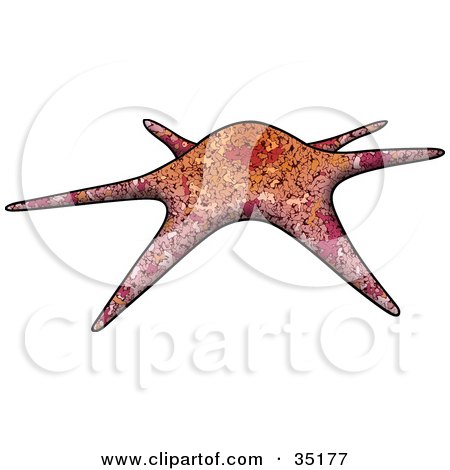 Clipart Illustration of a Red, Orange And Brown Patterned Sea Star by dero