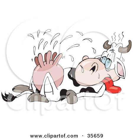Clipart Illustration of an Exhausted Dairy Cow Pumped With Hormones, Laying On Its Back And Squirting Out Excess Milk by Dennis Holmes Designs