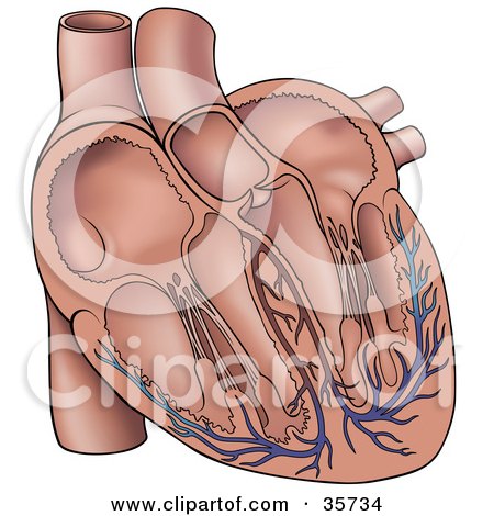 Clipart Illustration of a Human Heart With Chambers And Veins by dero