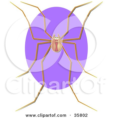 Clipart Illustration of a Harvestmen Spider (Hadrobunus Grandis) Over A Purple Oval by Prawny