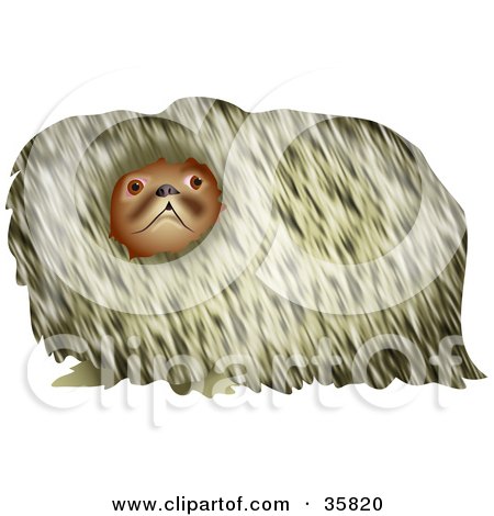 Clipart Illustration of a Hairy Pekingese Dog Looking At The Viewer by Prawny