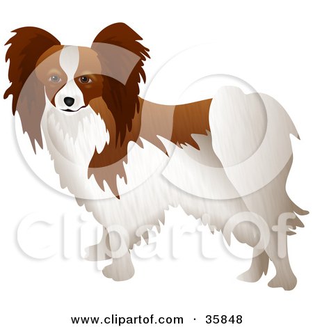 Clipart Illustration of a Brown And White Papillon Dog Standing With Its Body Facing Left by Prawny
