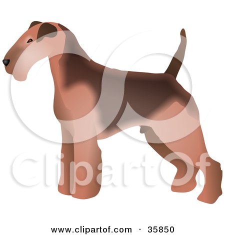 Clipart Illustration of a Brown Welsh Terrier Dog In Profile, Standing And Facing Left by Prawny