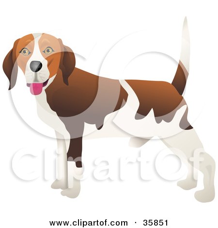 Clipart Illustration of a Happy Brown And White Beagle Dog With His Body Facing Left by Prawny