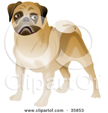 Clipart Illustration of a Brown Pug Dog With A Curly Tail by Prawny