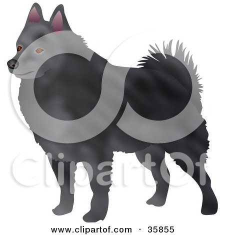 Clipart Illustration of a Dark Gray Schipperke Dog Facing Left by Prawny