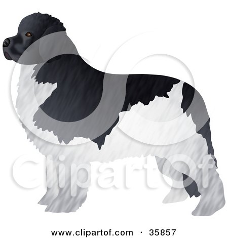 Clipart Illustration of a Black And White Furry Newfoundland Dog Standing And Facing Left by Prawny