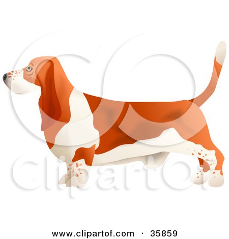 Clipart Illustration of a Brown And White Basset Hound Dog In Profile, Facing Left by Prawny
