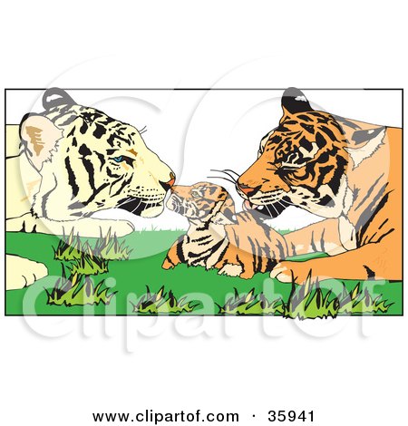 Clipart Illustration of a Tiger Parents Grooming Their Cub by Dennis Holmes Designs