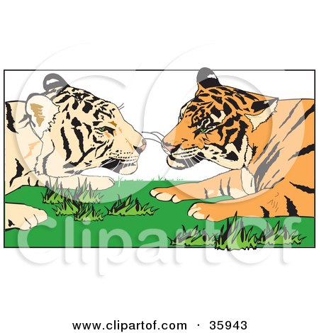 Clipart Illustration of a Tiger Pair Gazing At Each Other While Laying In Grass by Dennis Holmes Designs