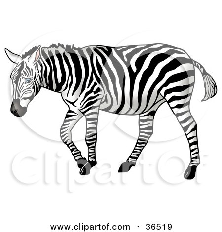 Clipart Illustration of a Lonely Blue Eyed Zebra Sulking by dero
