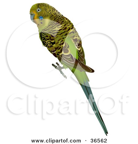 Clipart Illustration of a Green Budgerigar, Shell Parakeet, Or Budgie (Melopsittacus Undulatus) by dero