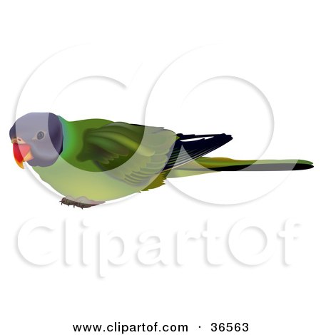 Clipart Illustration of a Curious Plum-Headed Parakeet (Psittacula Cyanocephala) by dero