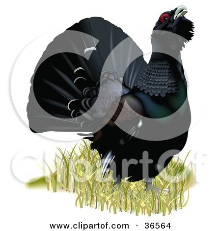 Clipart Illustration of a Capercaillie, Wood Grouse, Or Western Capercaillie (Tetrao Urogallus) by dero