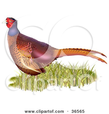 Clipart Illustration of a Common Pheasant (Phasianus Colchicus) In Grass by dero