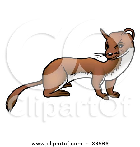 Clipart Illustration of a Curious Ferret by dero