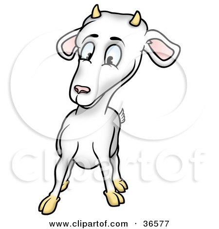 Clipart Illustration of a Curious White Billy Goat With Horns by dero