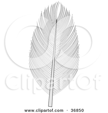 Clipart Illustration of a Single Bird Feather by OnFocusMedia