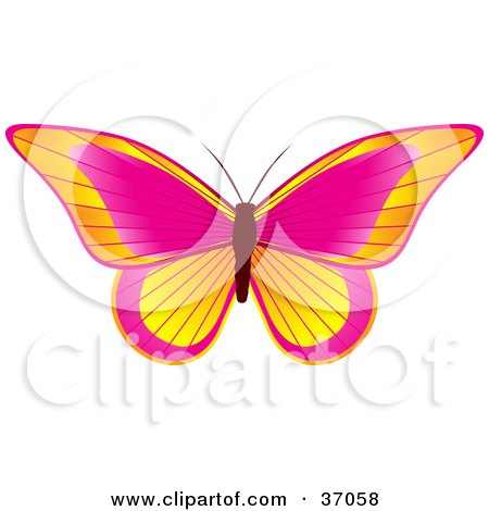 Clipart Illustration of a Beautiful Yellow, Orange And Pink Butterfly With Its Wings Opened by elaineitalia