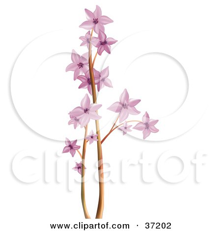 Clipart Illustration of a Pink Blossoms on a Tree Branch by dero