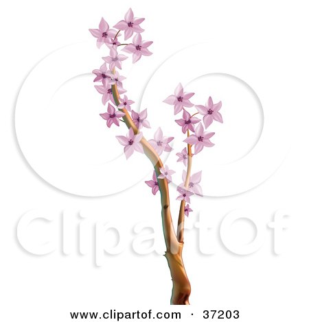Clipart Illustration of a Tree Branch With Pink Blossoms by dero