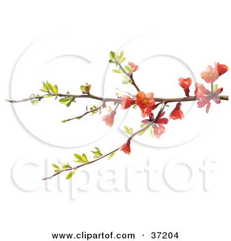 Clipart Illustration of a Tree Branch With Leaves And Red Blossoms by dero