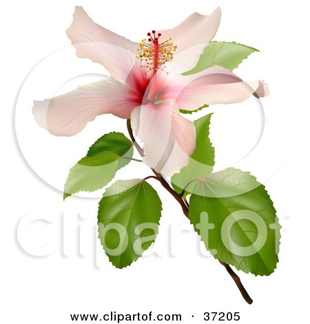 Clipart Illustration of a 3d Pink Hibiscus Flower by dero