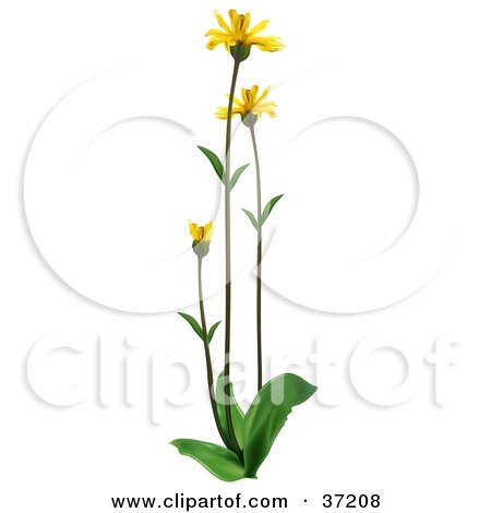 Clipart Illustration of Yellow Leopard's Bane, Wolf's Bane, Mountain Tobacco, Or Mountain Arnica (Arnica Montana) Flowers On Tall Stems by dero