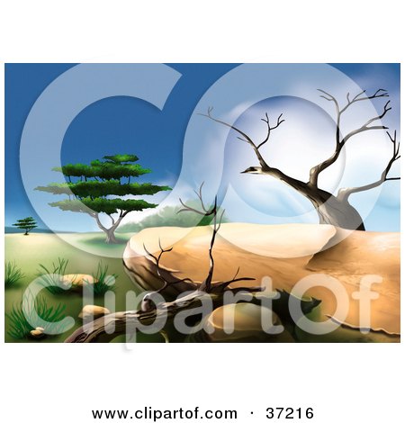 Clipart Illustration of an African Landscape With Two Dead Trees And A Green Acacia Tree In The Background by dero